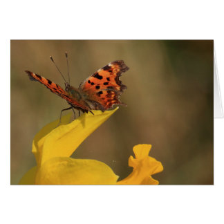 Papillon et jonquille