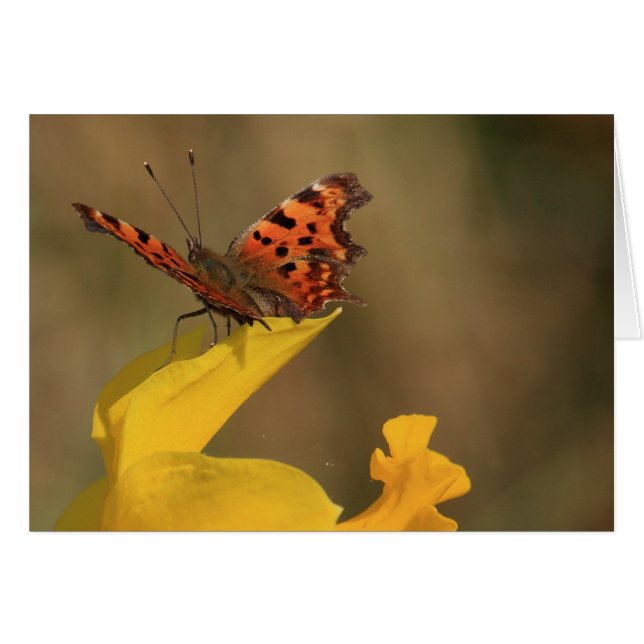 Papillon et jonquille de virgule (Devant horizontal)