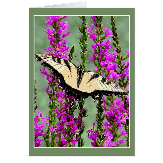 Papillon et lutte violette (Devant)