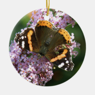 Papillon et ornement de l'amiral rouge