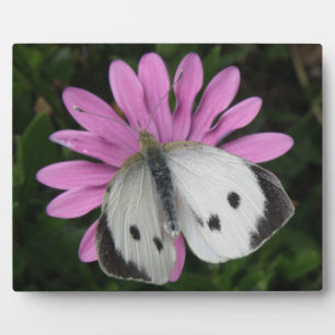 Papillon et plaque de fleurs roses