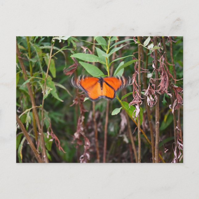 Papillon Fluttering dans Reeds Carte postale (Devant)