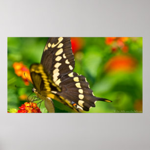 Papillon Géant En Espèces En Poster Fleur sauvage