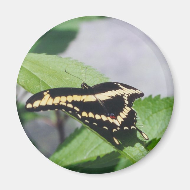 Papillon Géant Swallowtail - aimant (Devant)