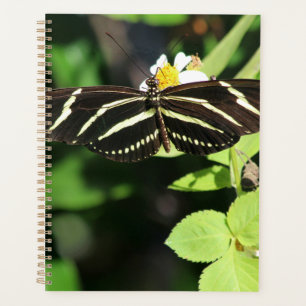 Papillon Heliconius Charithonia