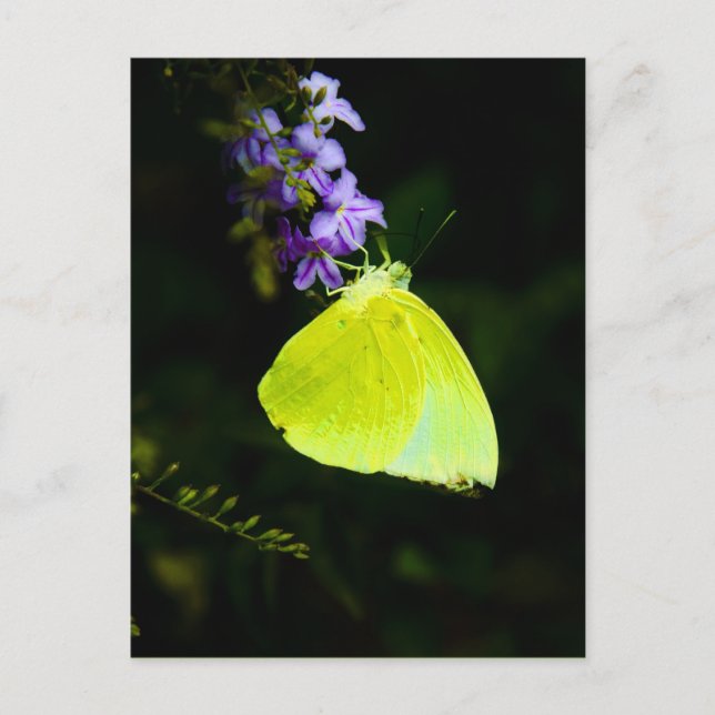 Papillon jaune - cartes postales (Devant)