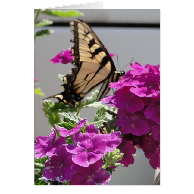 Papillon jaune de machaon et fleurs pourpres (Devant)