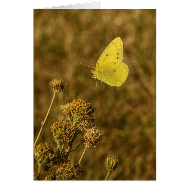 Papillon Jaune Fleurs d'Automne  (Devant)