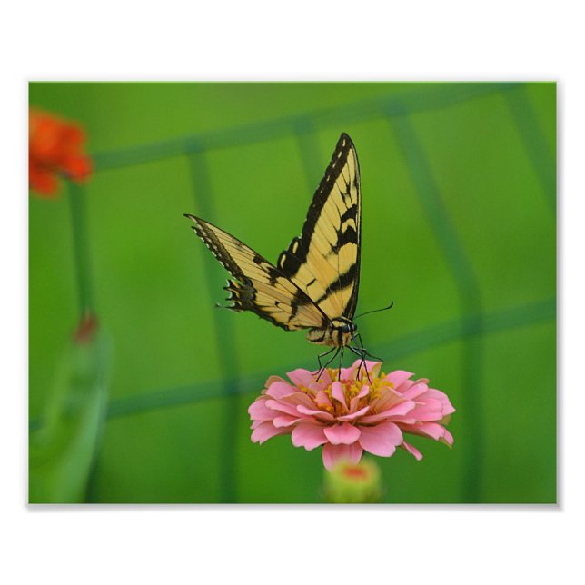 Papillon jaune Impression photo (Devant)