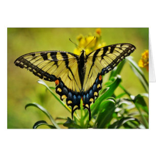 Papillon jaune Numéro de la carte 6:25