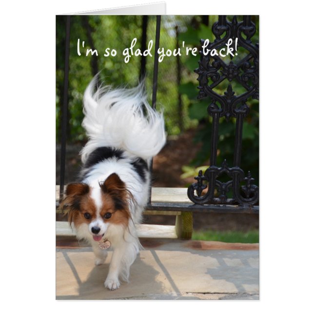 Papillon je suis si heureux vous êtes de retour (Devant)