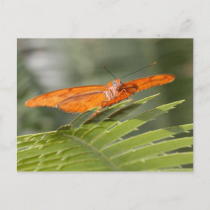 Papillon Julia sur carte postale