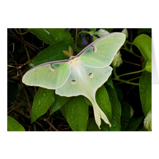 Papillon luna sur clématite de Carnaby (Devant horizontal)