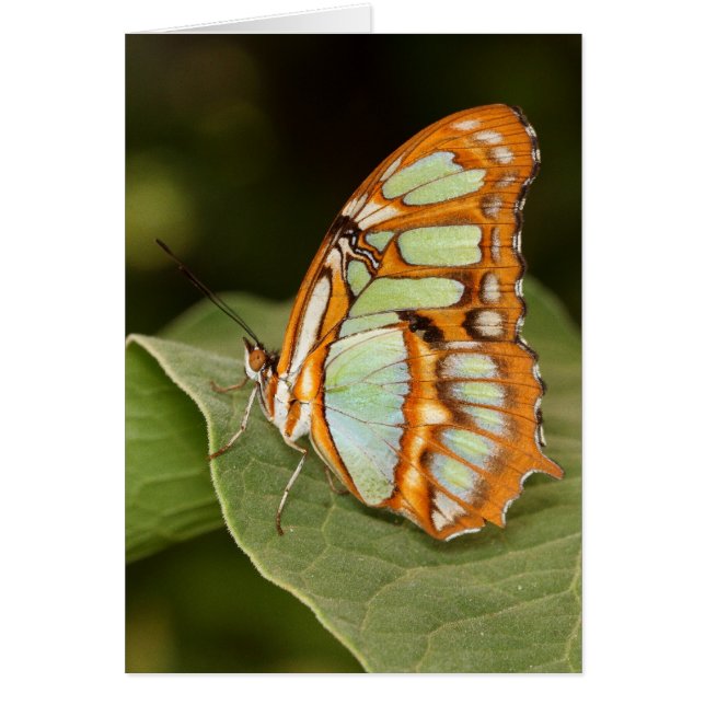 Papillon malachite perché sur une feuille (Devant)