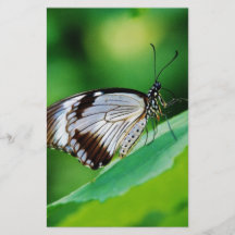 Papillon marron foncé et gris