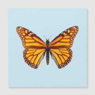 Papillon Monarque