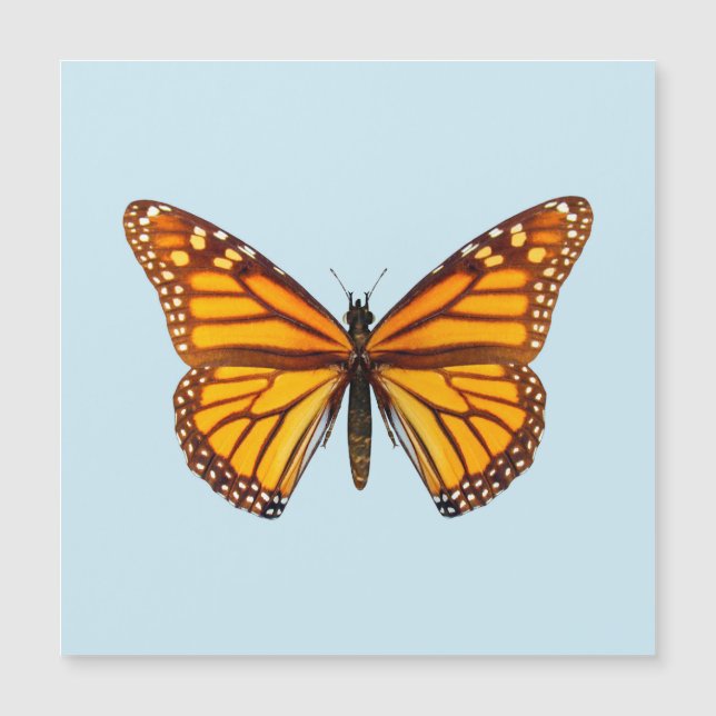 Papillon monarque (Devant)