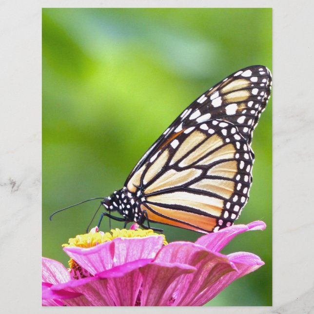 Papillon monarque (Devant)
