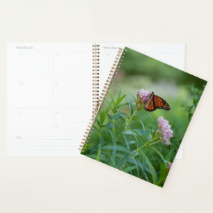 Papillon monarque