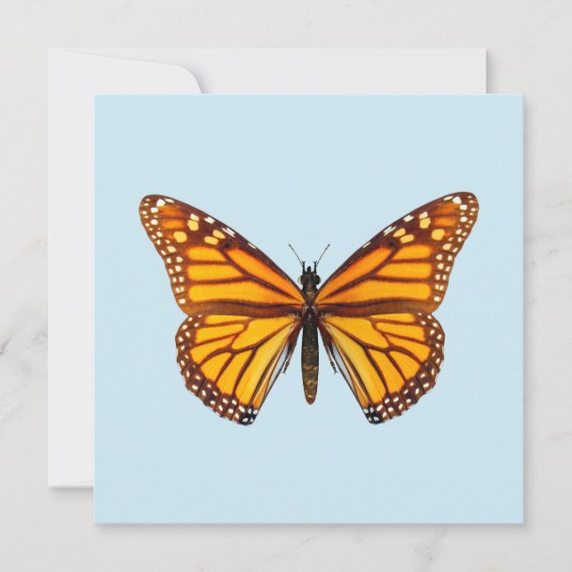 Papillon Monarque (Devant)