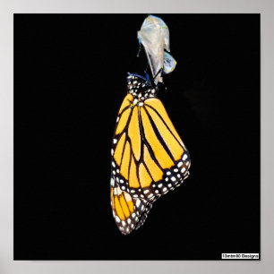 Papillon Monarque 2022 - Affiche