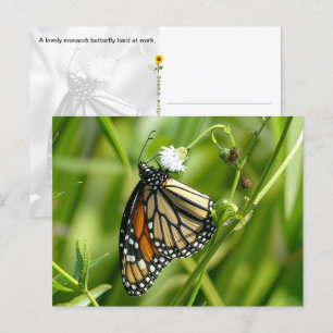 Papillon Monarque - carte postale