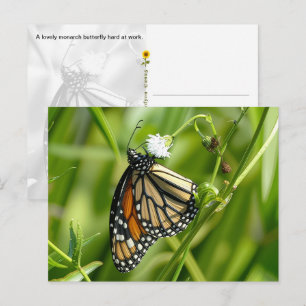 Papillon monarque - carte postale