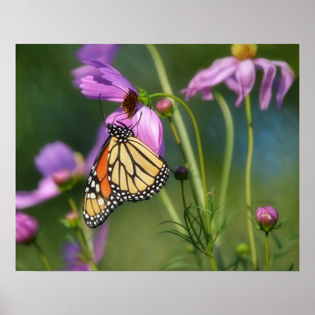 Papillon Monarque et Fleurs de Cosmos Affiche d'Ar (Devant)