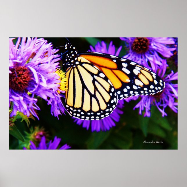 Papillon monarque, Poster d'Aster (Devant)