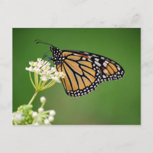 Papillon Monarque sur carte postale de Milkweed ma