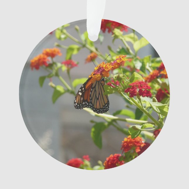 Papillon monarque sur le papillon rouge Bush (devant)