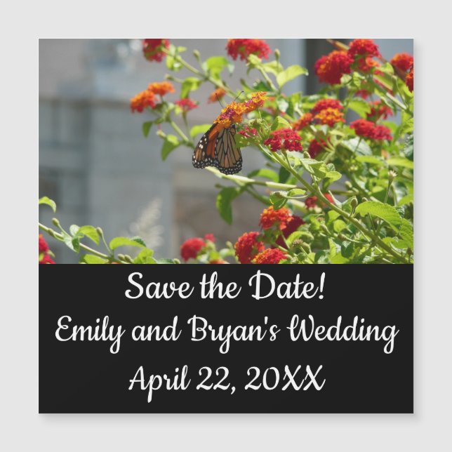 Papillon monarque sur le papillon rouge Bush (Devant)