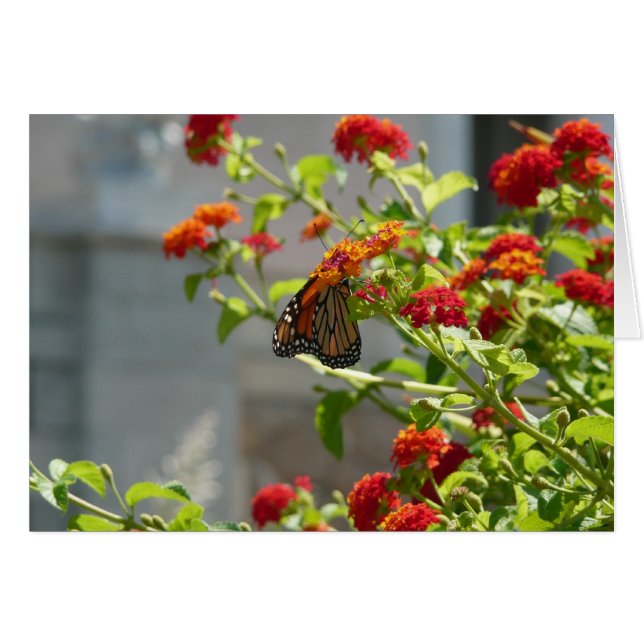 Papillon monarque sur le papillon rouge Bush (Devant horizontal)