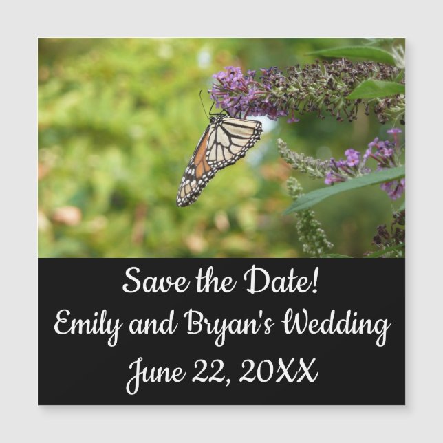 Papillon Monarque sur papillon pourpre Bush (Devant)