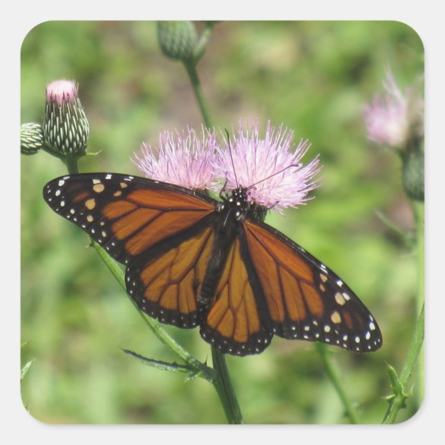Papillon Monarque sur Stickers Chardon Rose (Devant)
