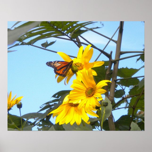 Papillon Monarque Sur Tournesol Poster (Devant)