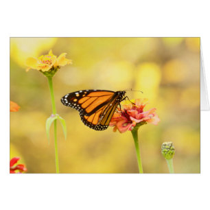 Papillon Monarque sur Zinnia