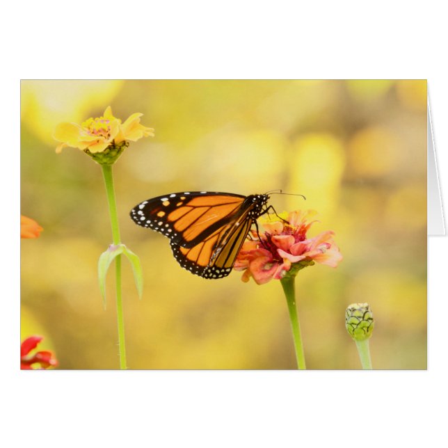 Papillon Monarque sur Zinnia (Devant horizontal)