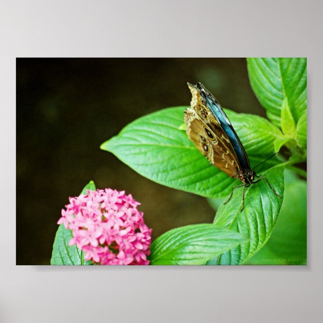Papillon Morpho Bleu 143 Impression (Devant)