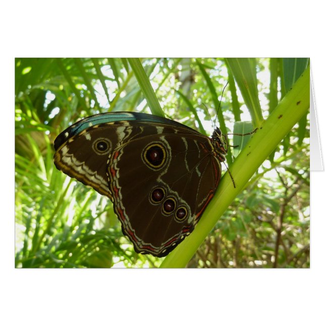 Papillon Morpho Bleu Photographie De La Nature Tro (Devant horizontal)