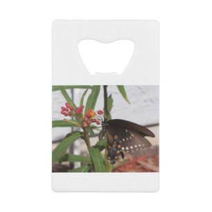 Papillon noir