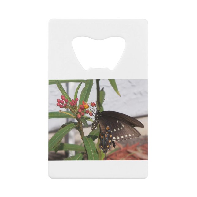 Papillon noir (Devant)