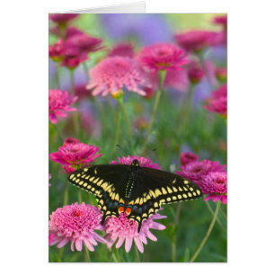 Papillon noir à queue fourchue sur une fleur rose 