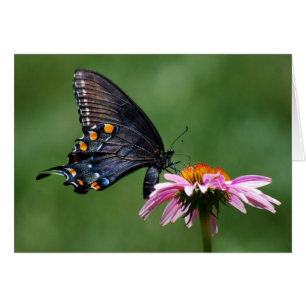 Papillon noir de machaon sur Coneflower