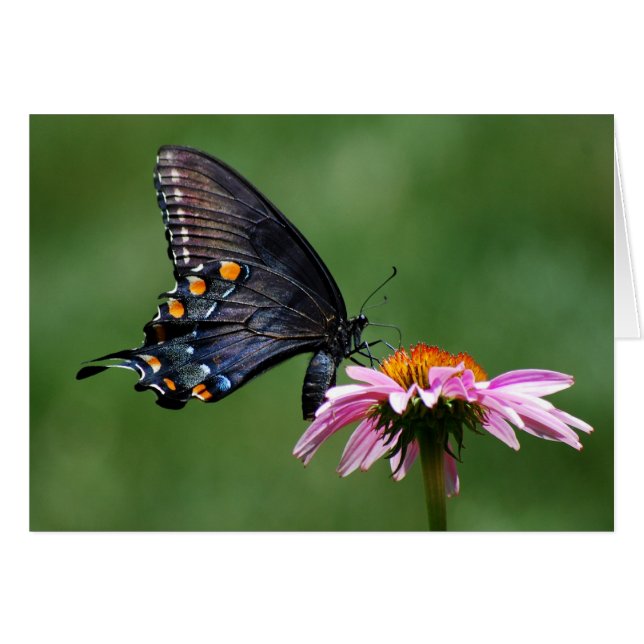 Papillon noir de machaon sur Coneflower (Devant horizontal)