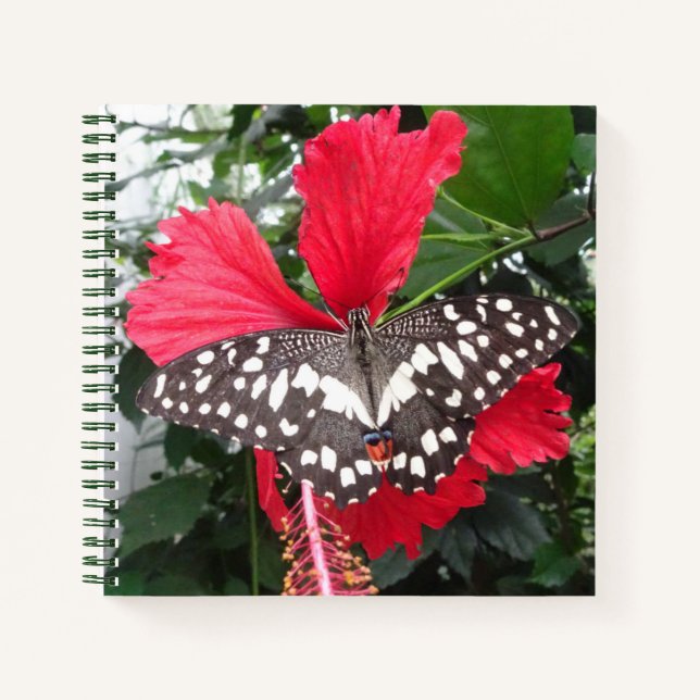 Papillon noir et blanc sur le Carnet Hibiscus (Devant)