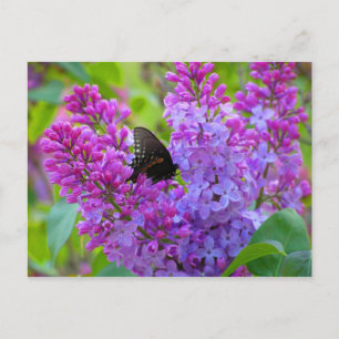 Papillon noir sur carte postale Lilac