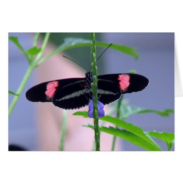 Papillon noir sur fleur bleue (Devant horizontal)