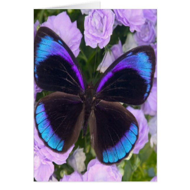 Papillon noir, violet et bleu (Devant)