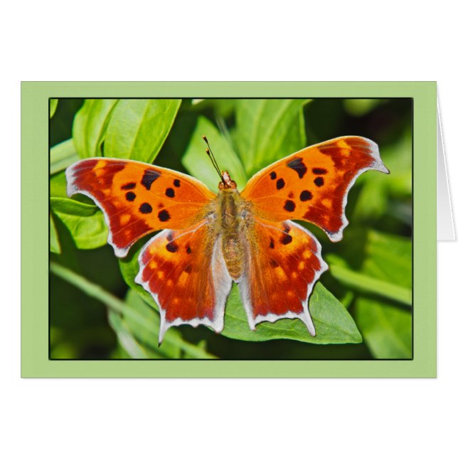 Papillon orange (Devant horizontal)